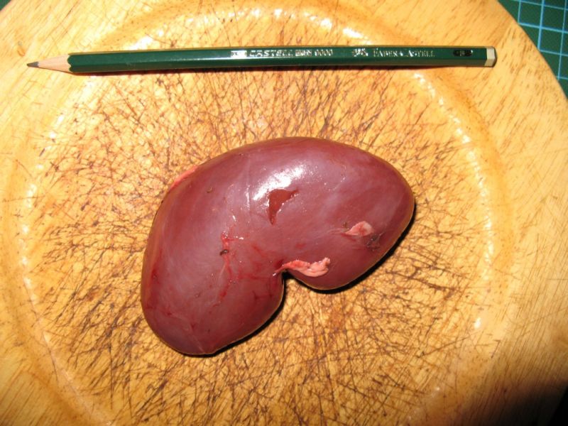 Datei:Wildschwein, Niere.JPG