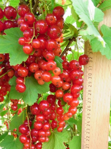 Datei:Johannisbeere, rot.JPG