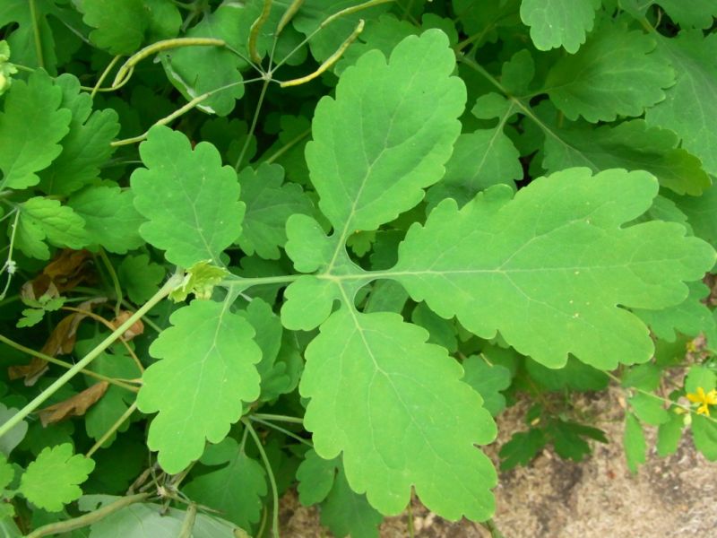 Datei:Schoellkraut, Blatt.JPG