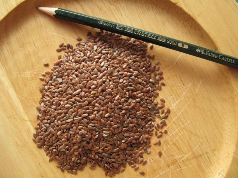Datei:Leinsamen.JPG