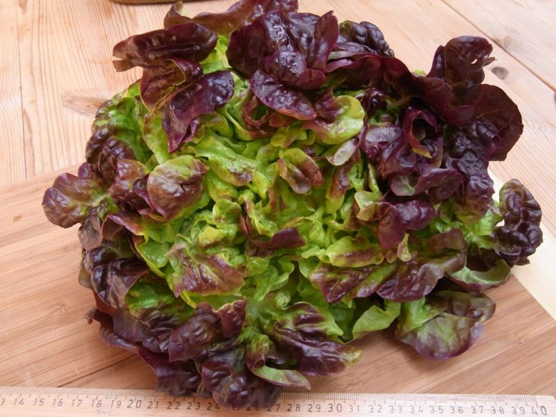 Datei:Eichblattsalat.JPG