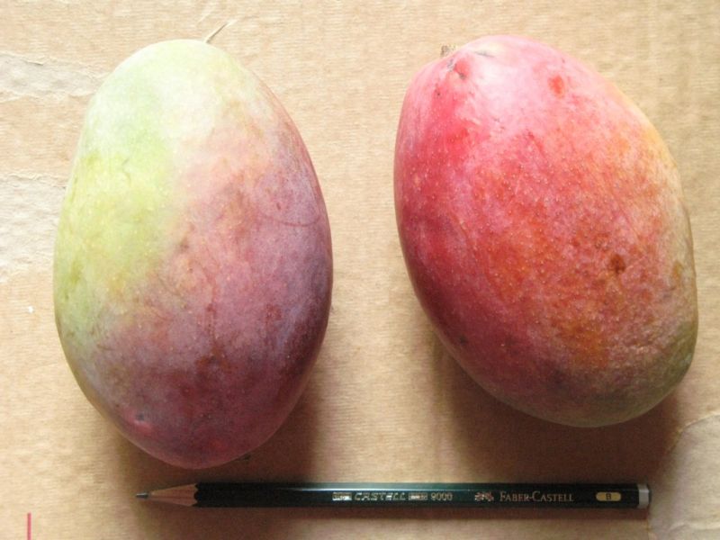 Datei:Mango Osteen.JPG