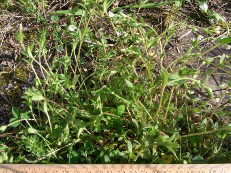 Datei:Hornkraut, gewoehnliches.JPG