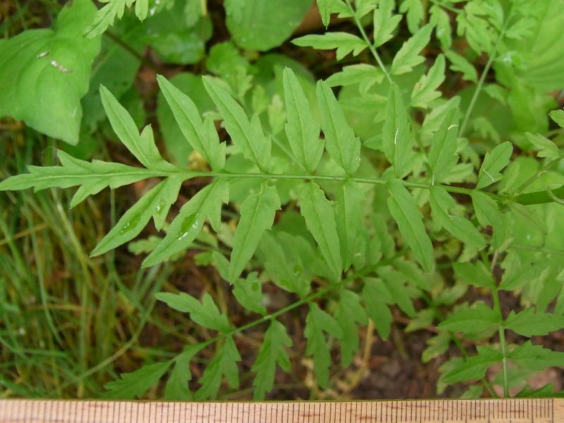Datei:Spring-Schaumkraut, Blatt.JPG