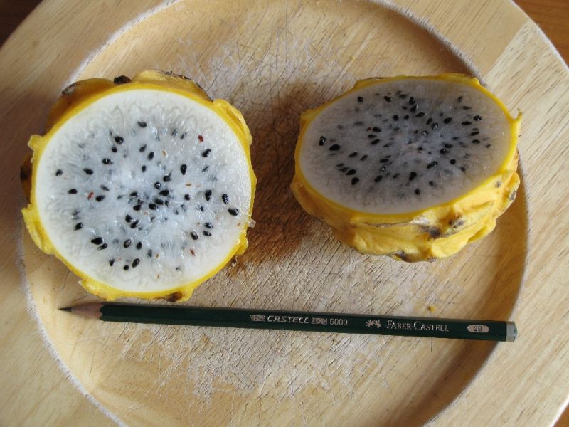 Datei:Pitahaya, aufgeschnitten.JPG