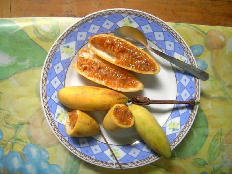 Datei:Curuba.jpg
