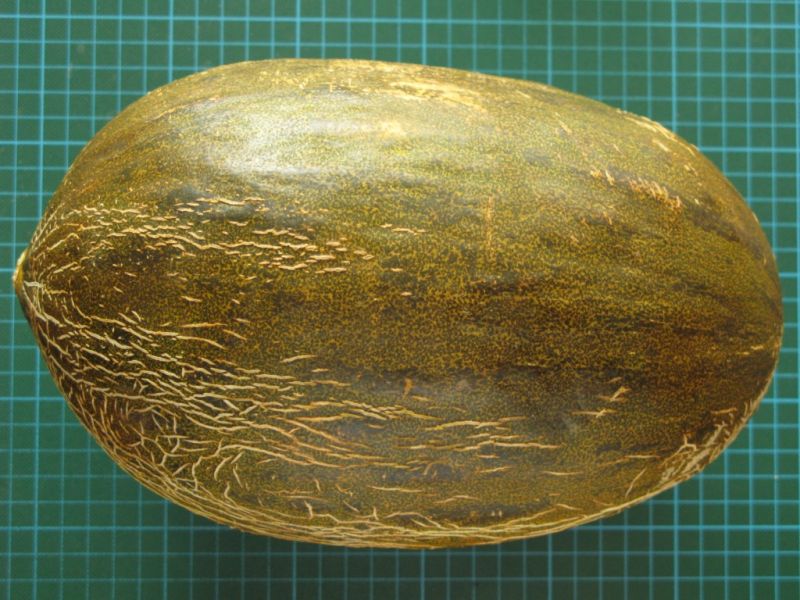 Datei:Honigmelone Piel de Sapo.JPG