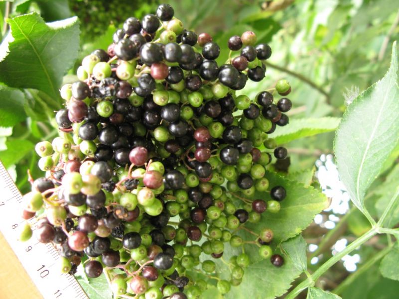 Datei:Holunder, Beeren.JPG