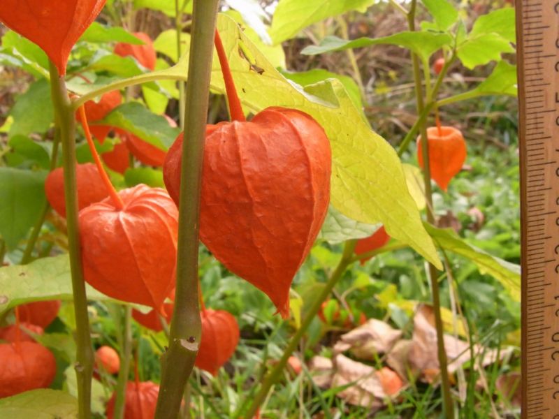 Datei:Lampionblume, Stengel und Kelch.JPG