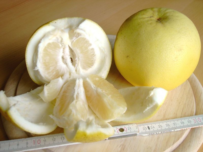 Datei:Grapefruit Oro Blanco.JPG