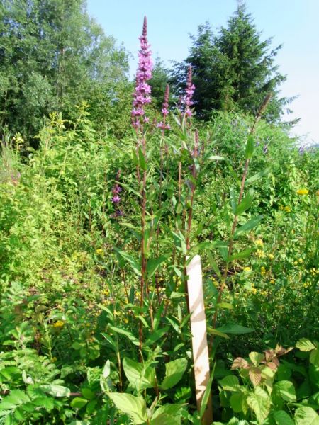 Datei:Blutweiderich.JPG