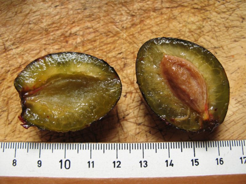 Datei:Pflaume, aufgetaut.JPG