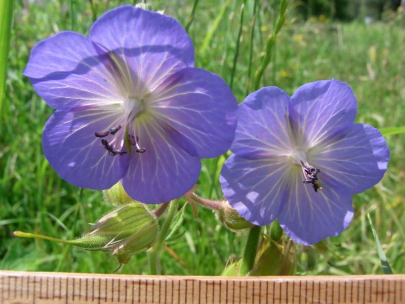 Datei:Wiesenstorchschnabel, Bluete.JPG