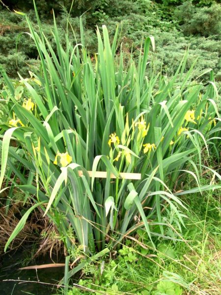 Datei:Sumpf-Schwertlilie.JPG