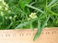 Vorschaubild der Version vom 10:45, 8. Jun. 2011