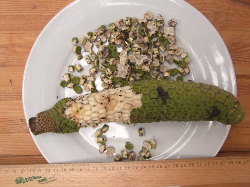 Datei:Philodendronfrucht, reif.JPG
