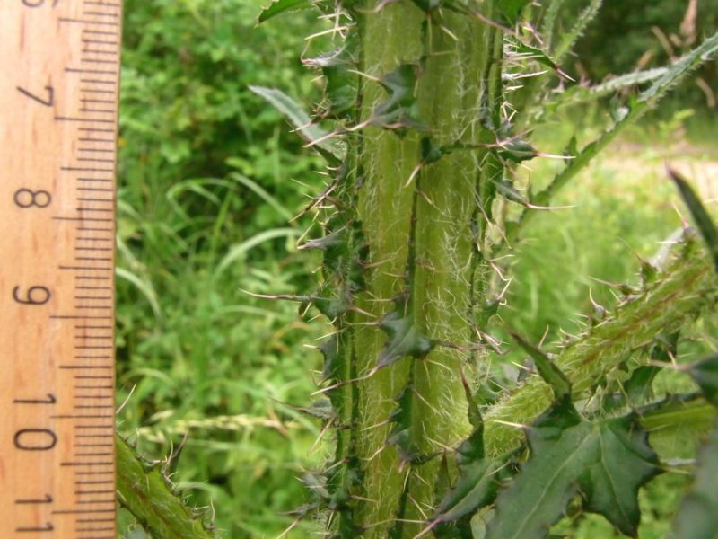 Datei:Sumpf-Kratzdistel, Stengel.JPG