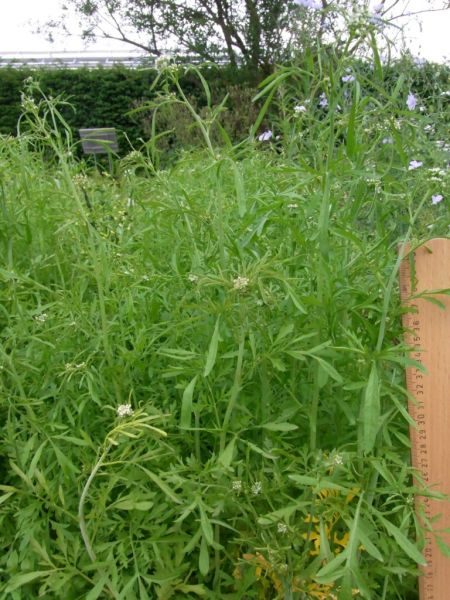 Datei:Garten-Kresse.JPG