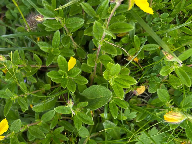 Datei:Gelbes Sonnenroeschen Blaetter.jpg