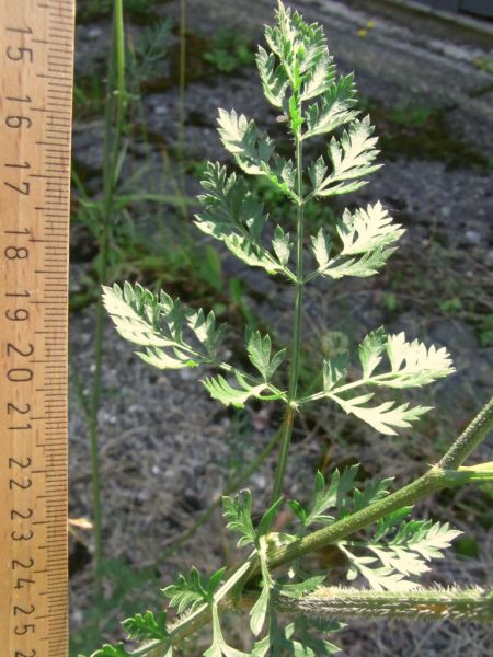 Datei:Moehre, wilde, Blatt.JPG