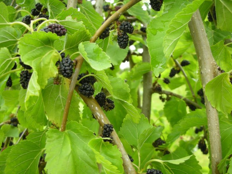 Datei:Maulbeere, schwarz.jpg