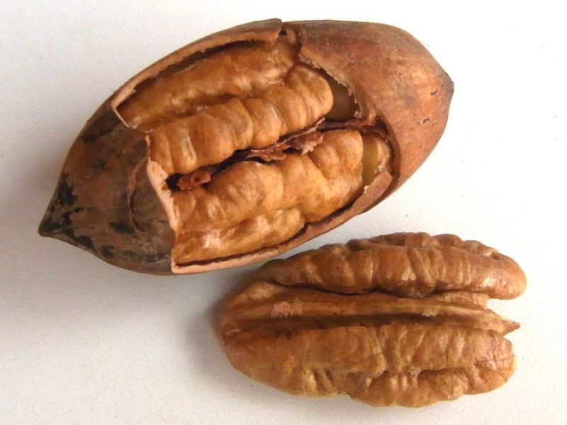 Datei:Pekannuss.JPG