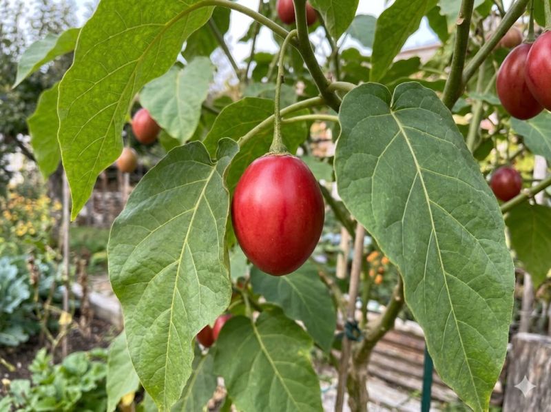 Datei:Tamarillo Frucht.jpeg