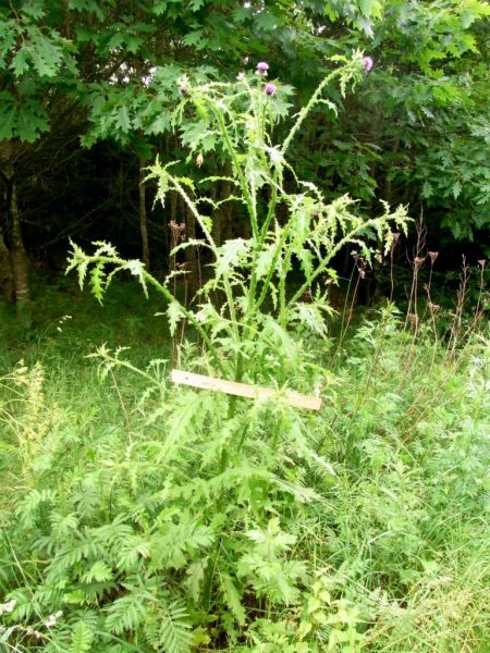 Datei:Distel, krause.JPG