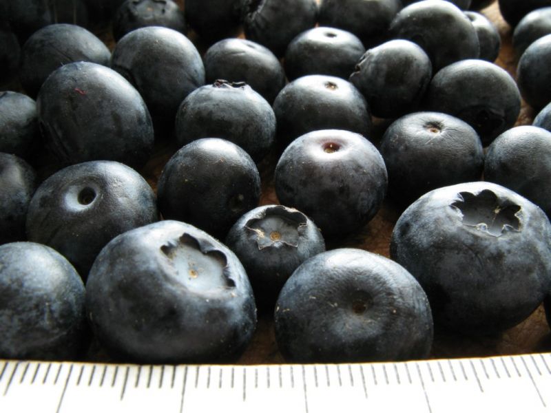 Datei:Heidelbeeren, Grossaufnahme.JPG