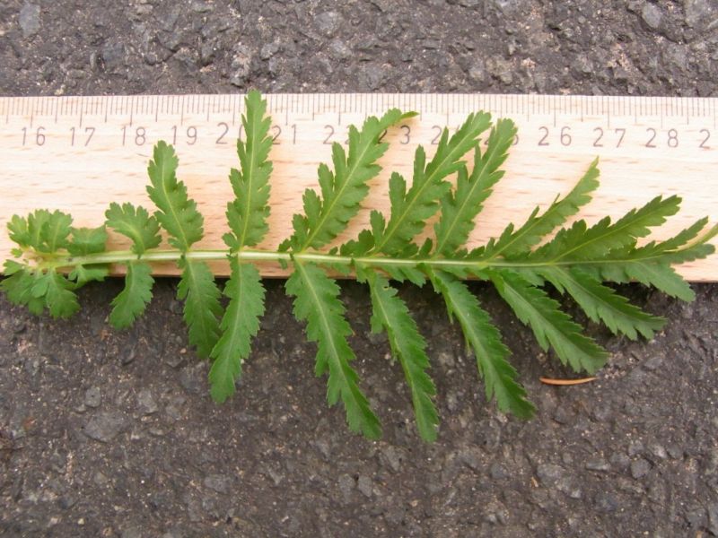Datei:Rainfarn, Blatt.JPG