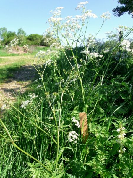 Datei:Wiesenkerbel.JPG