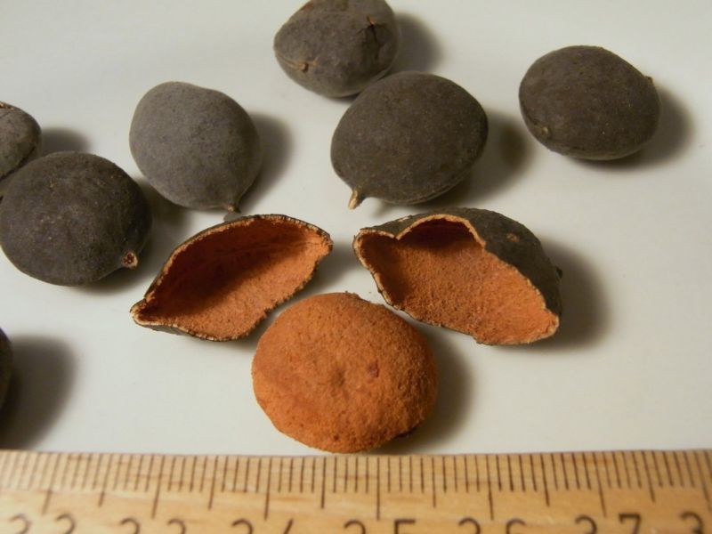Datei:Keranji, Frucht.JPG