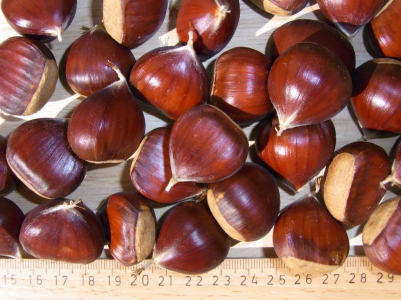 Datei:Esskastanien.JPG