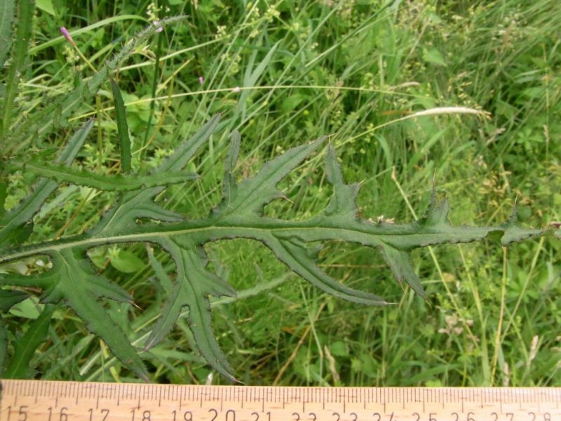 Datei:Sumpf-Kratzdistel, Blatt.JPG