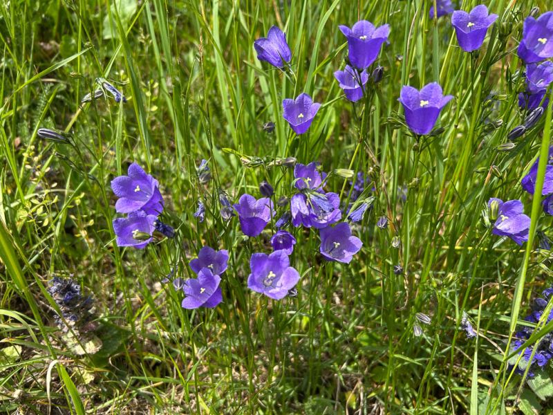 Datei:Rundblaettrige Glockenblume.jpg