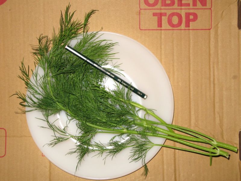 Datei:Dill, Stengel und Blatt.JPG