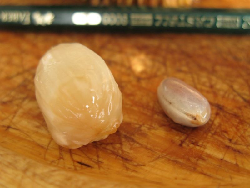 Datei:Marang, Fruchtsegment und Kern.JPG