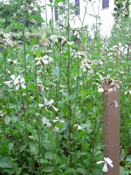 Datei:Rucola, bluehend.JPG