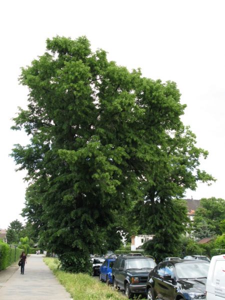 Datei:Linde.JPG