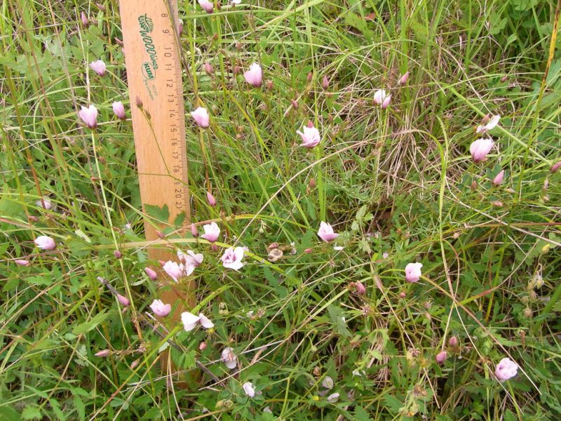 Datei:Schmalblaettriger Lein Habitus.jpg