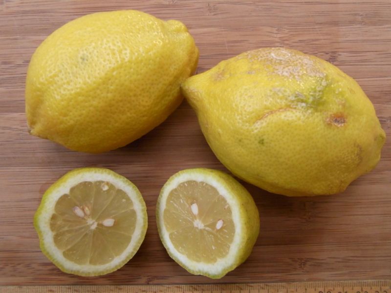 Datei:Zitrone.JPG