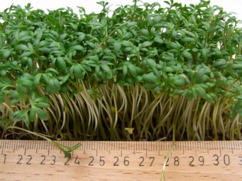 Datei:Garten-Kresse, Keimlinge.JPG