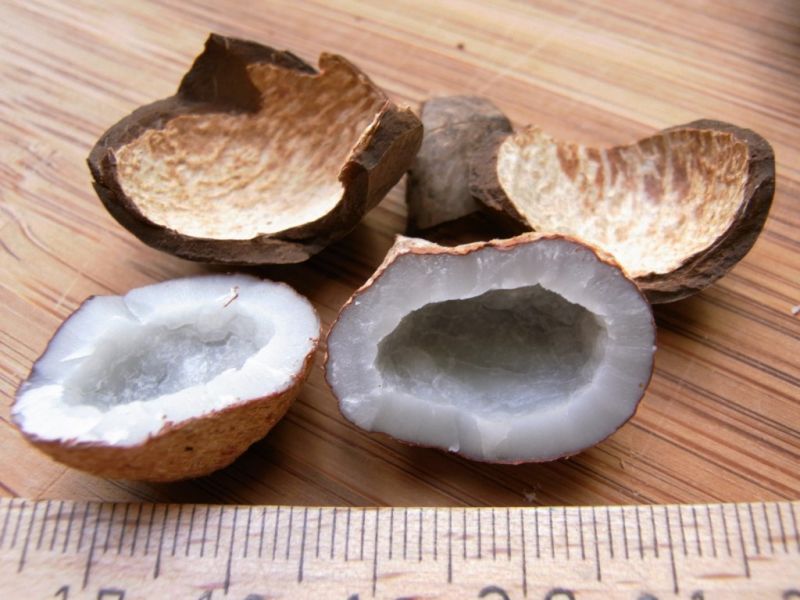 Datei:Coquito, Nahaufnahme.JPG