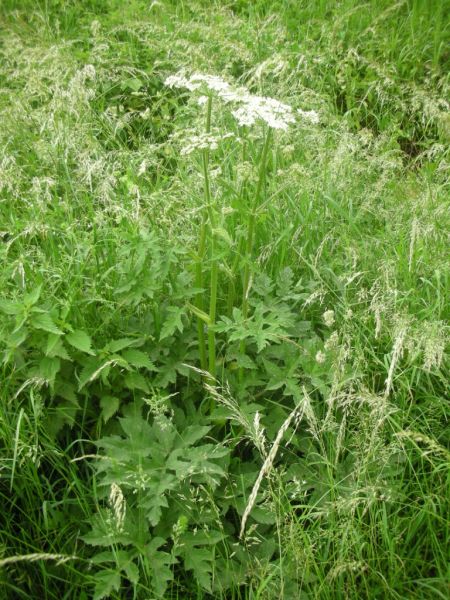 Datei:Wiesenbaerenklau.jpg