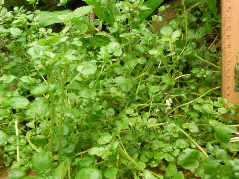 Datei:Brunnenkresse.JPG
