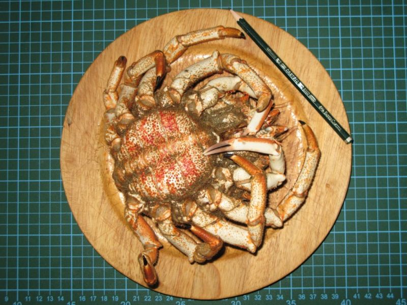 Datei:Meeresspinne, Unterseite.JPG