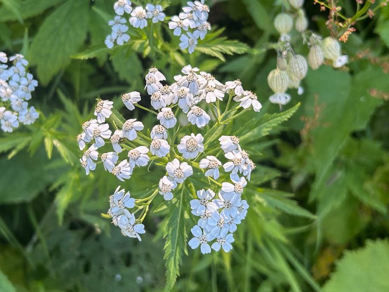 Datei:Grossblaettrige Schafgarbe Bluetenstand.jpg