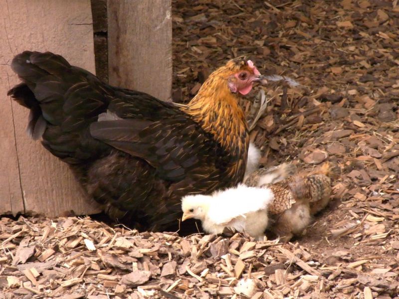 Datei:Haushuhn mit Kueken.JPG