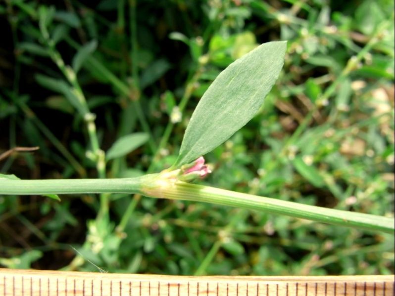 Datei:Vogel-Knoeterich, Blatt.JPG