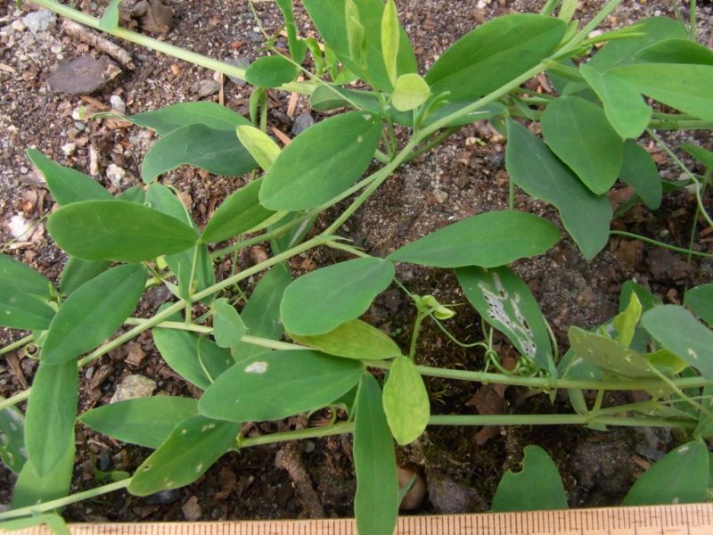 Datei:Knollen-Platterbse, Blatt.JPG